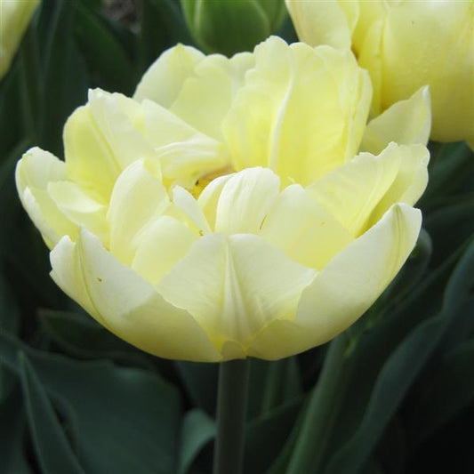 Tulip Verona (early)