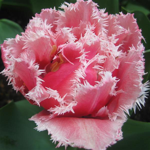 Tulip Queensland