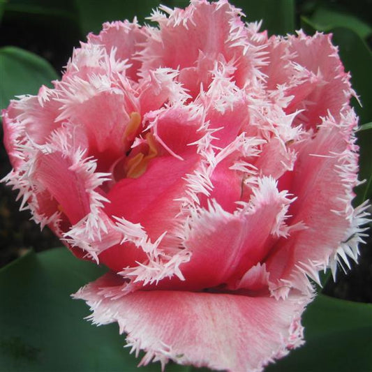 Tulip Queensland