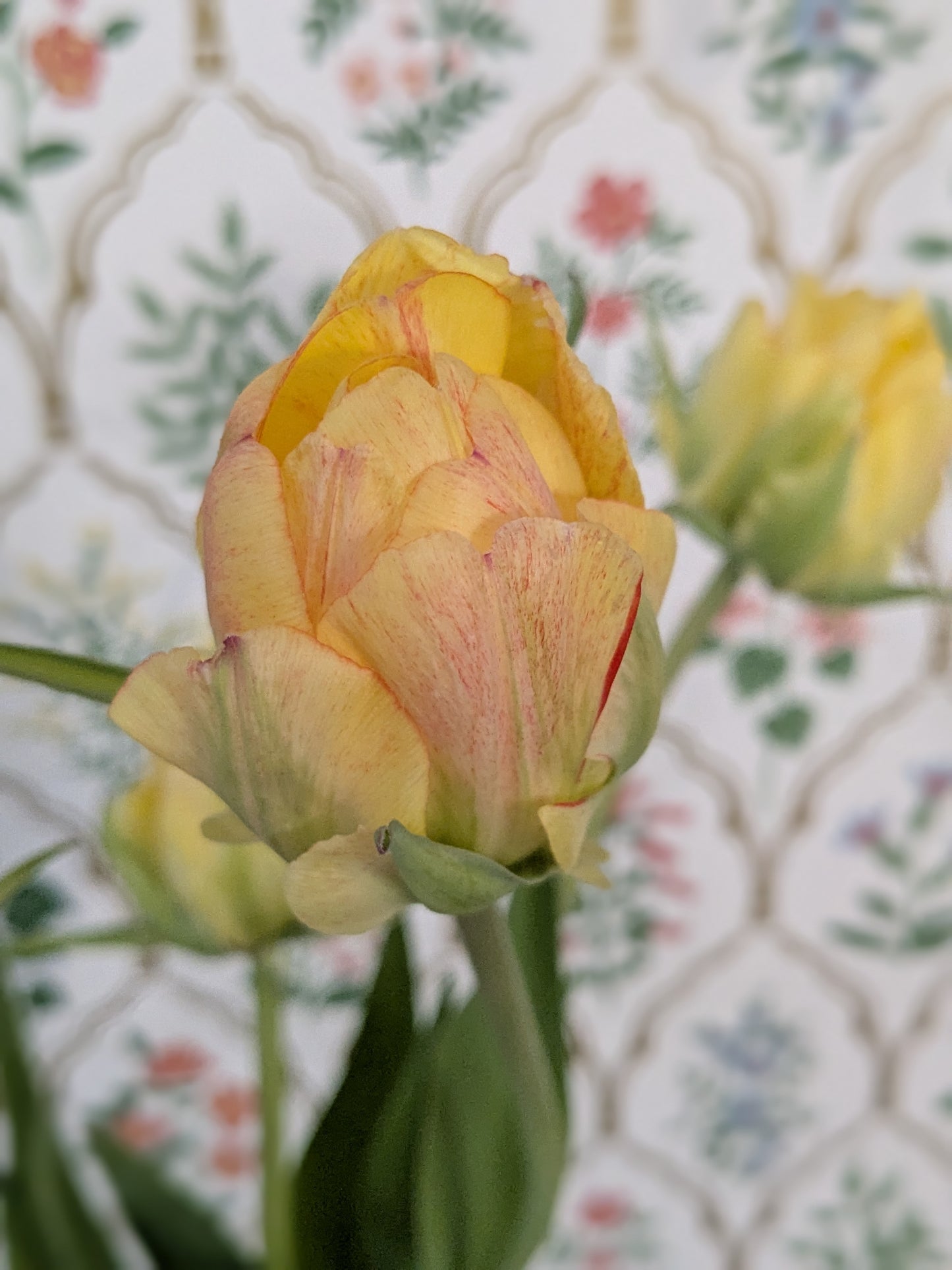 Tulip Akebono (Darwin Hybrid)