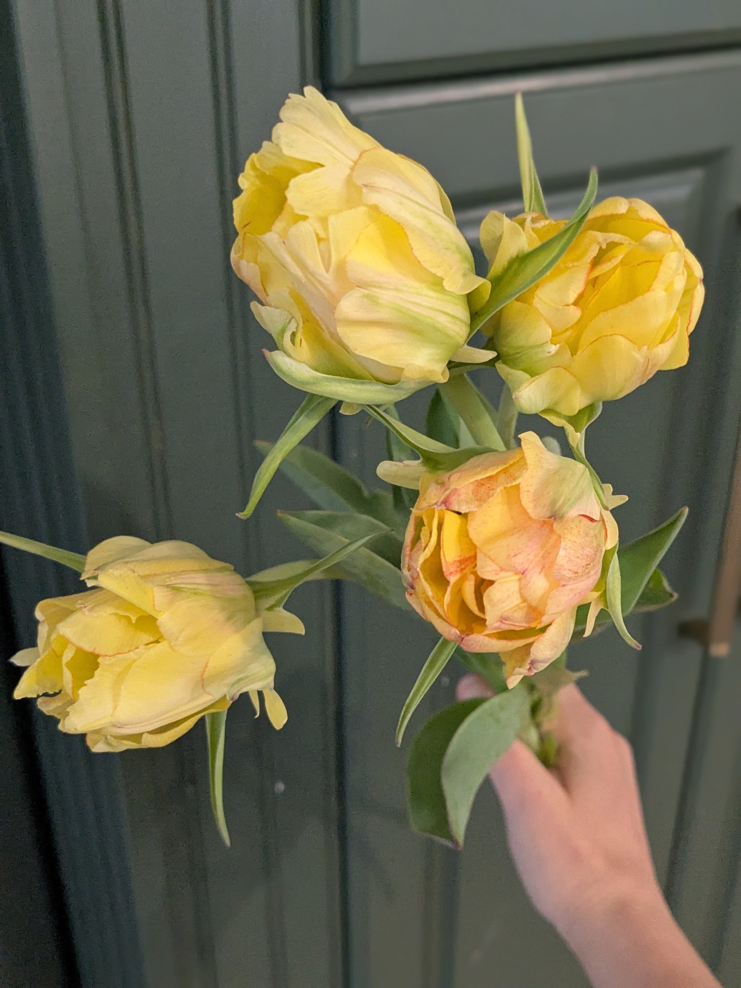 Tulip Akebono (Darwin Hybrid)