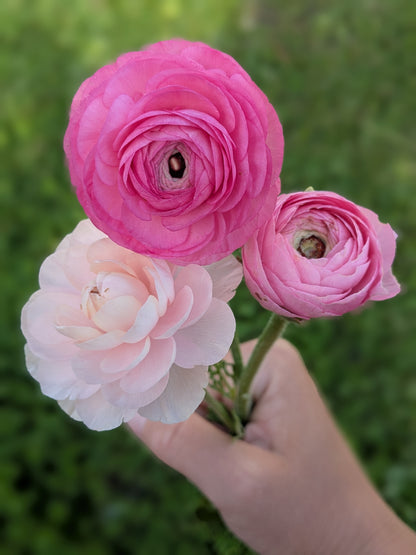 Ranunculus Amandine Pastel Mix