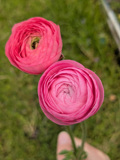 Ranunculus Amandine Pastel Mix