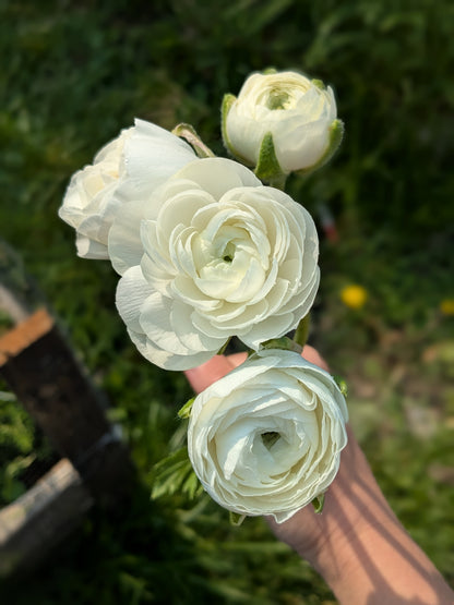Ranunculus Amandine White