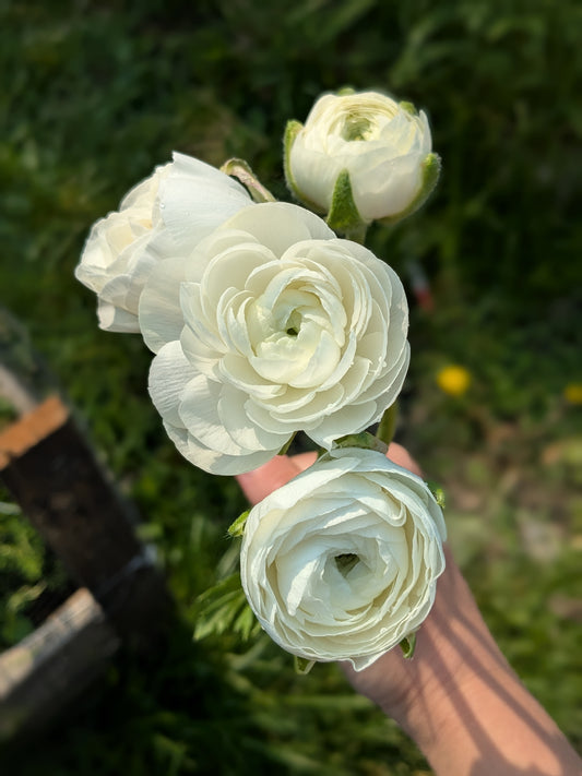 Ranunculus Amandine White