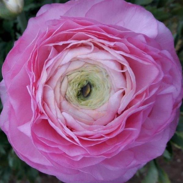 Ranunculus Amandine Barby