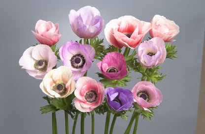 Anemone Galilee Pastel Mix