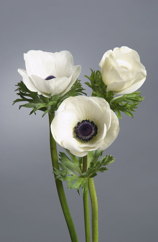 Anemone Galilee white