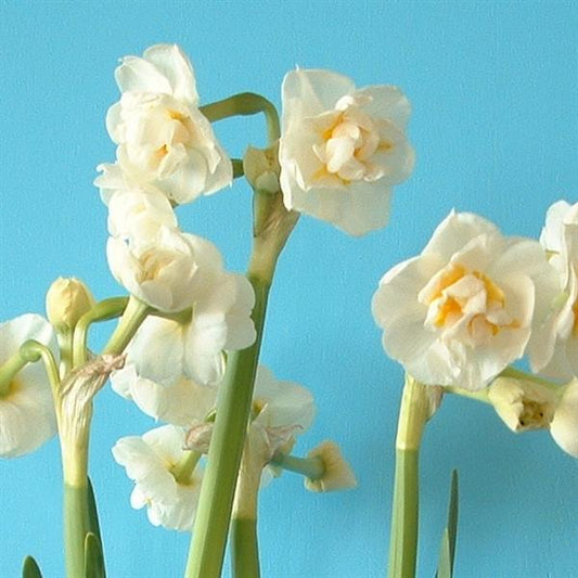 Daffodil Bridal Crown (Jumbo bulb size)