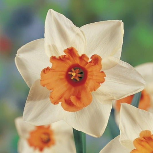 Daffodil Chromacolor