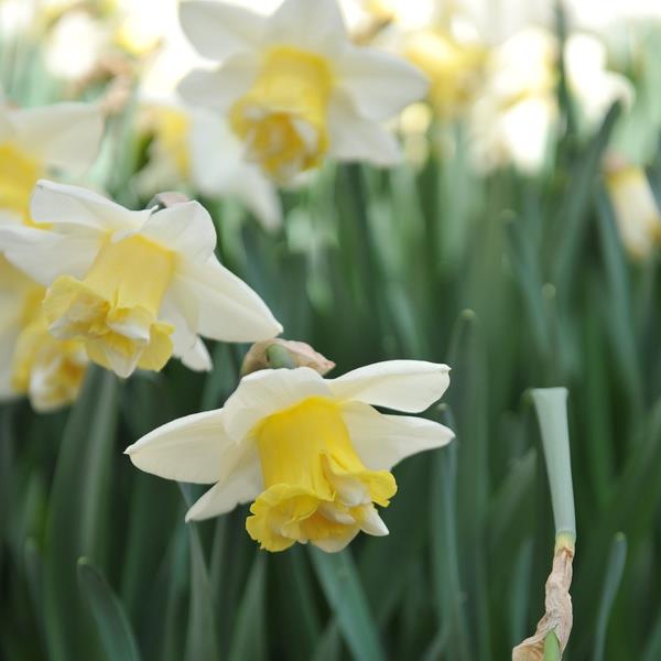 Daffodil Popeye (Jumbo Bulbs)