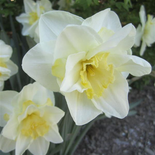 Daffodil White Lion (Jumbo bulbs)