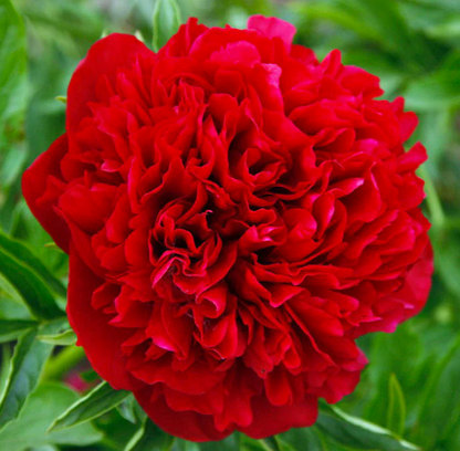 Eliza Lundy Peony 3-5 eyes