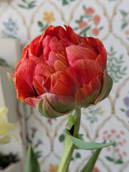 Tulip Gudoshnik Double