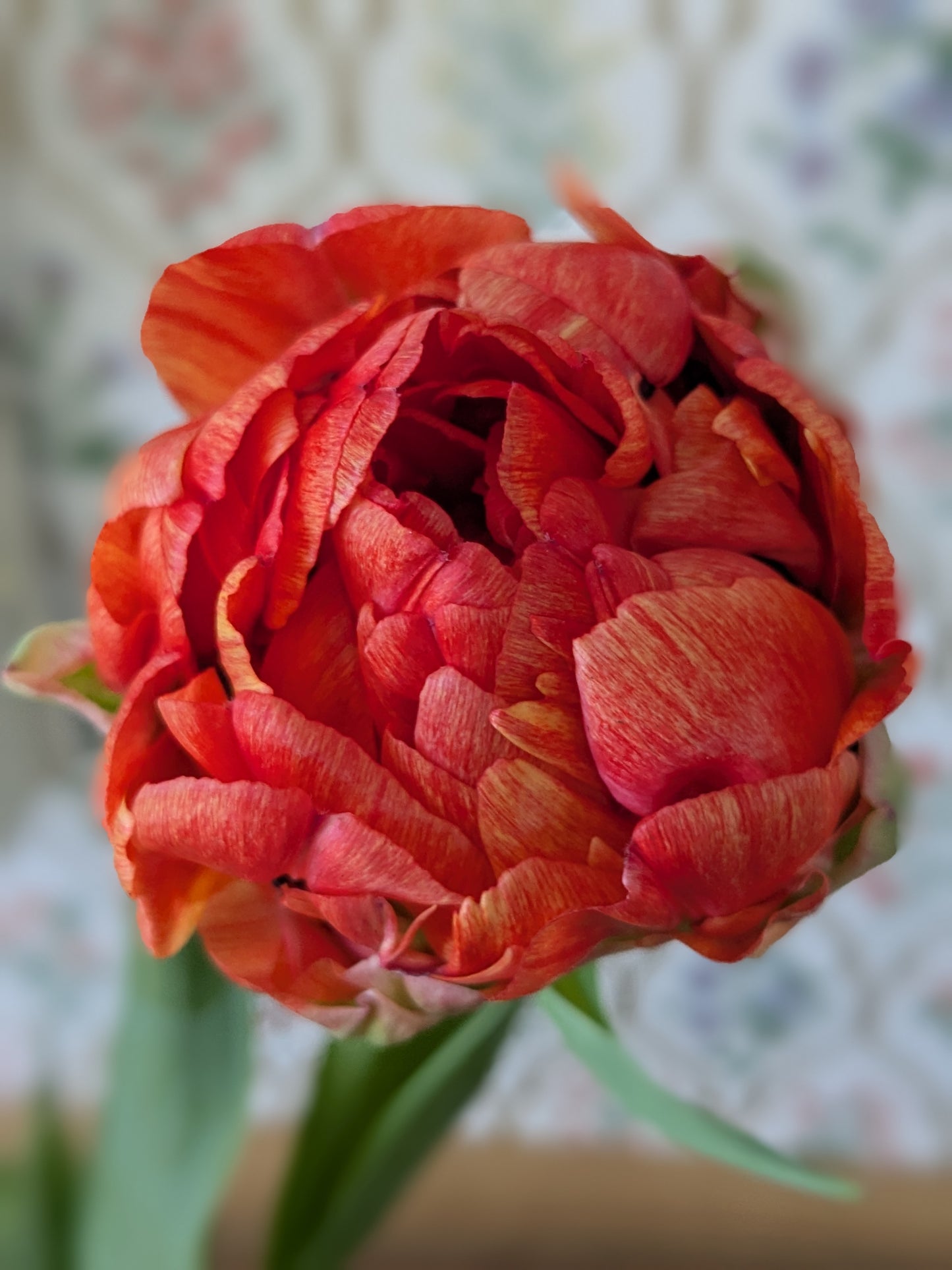 Tulip Gudoshnik Double