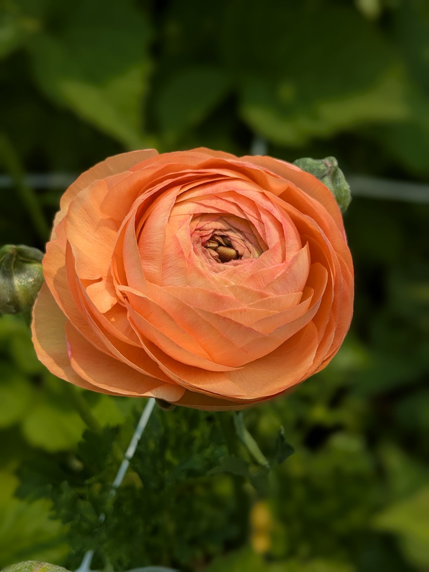 Ranunculus Half Clone Tango