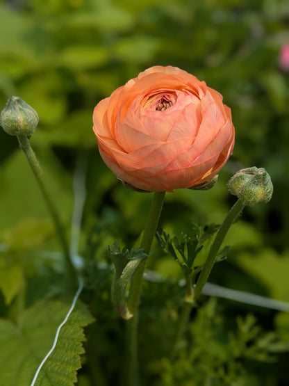 Ranunculus Half Clone Tango