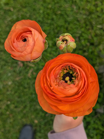 Ranunculus Half Clone Tango
