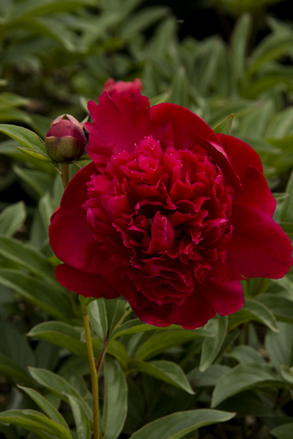 Inspector Lavergne Peony 3-5 eyes