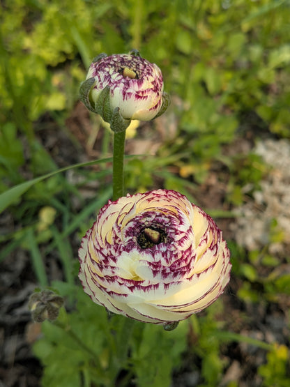 Ranunculus LaBelle White Picotee