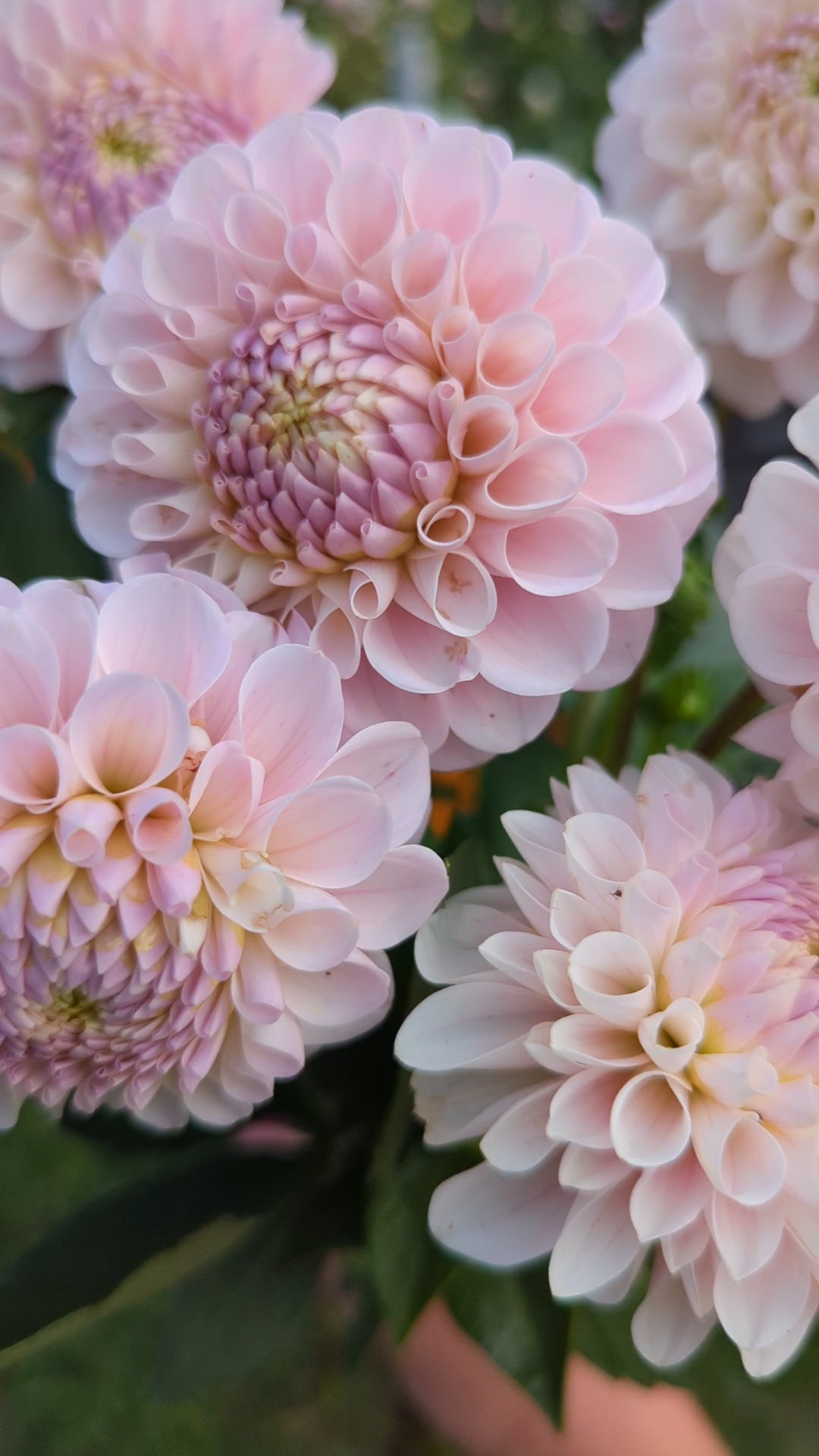 20th Ave Memory – Flora's Garden