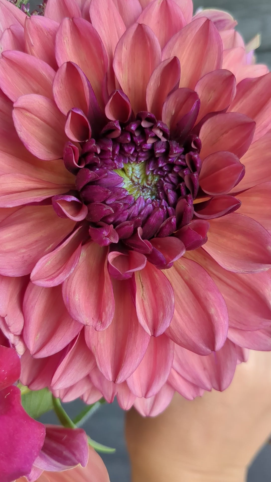 Klara Zak - Limit 1 – Flora's Garden