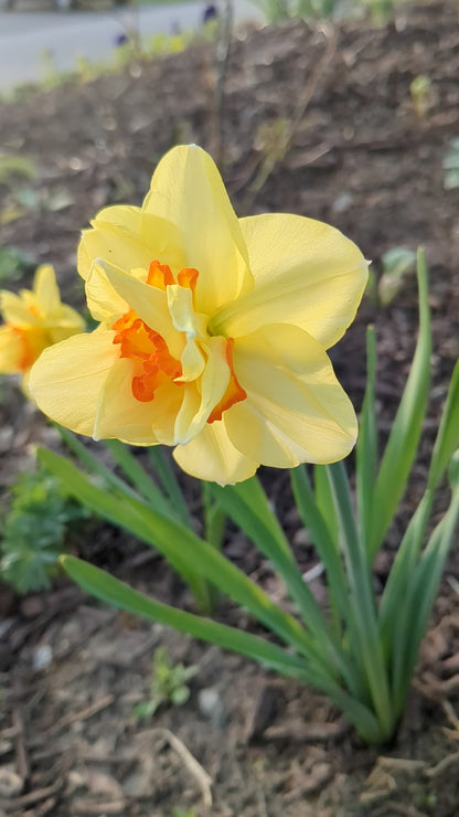 Daffodil Tahiti