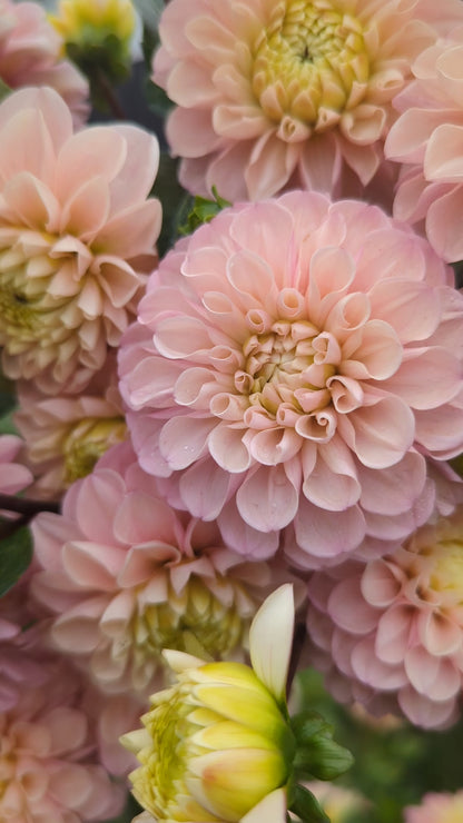 Levi's Revenant- Limit 1