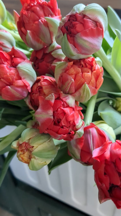 Tulip Akebono (Darwin Hybrid)