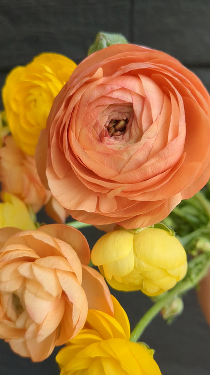 Ranunculus Amandine Pastel Lemon