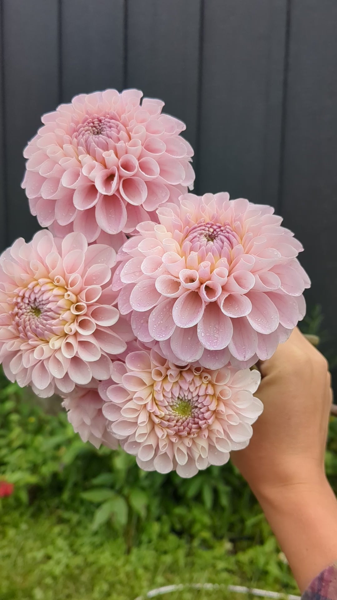 20th Ave Memory – Flora's Garden