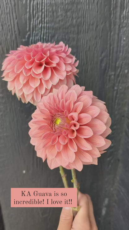 KA's™ Guava