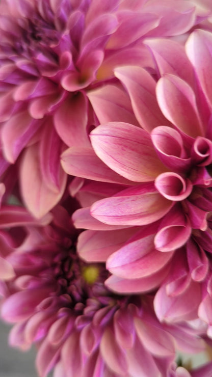 KAs® Cafe Mauve - Limit 1