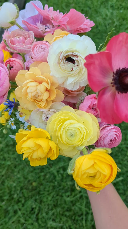 Ranunculus Amandine Pastel Mix