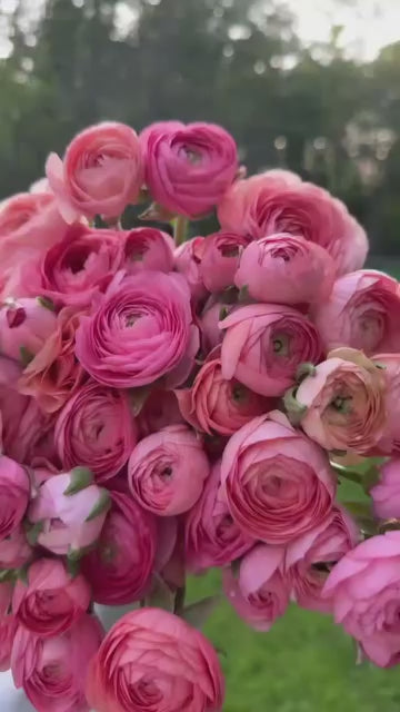 Ranunculus Amandine Salmon (XL Corms - 7+)