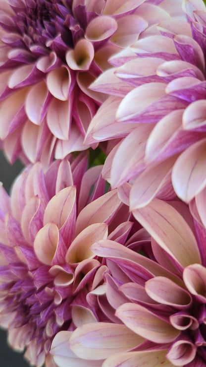 KAs® Cafe Mauve - Limit 1