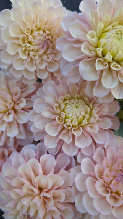 Levi's Revenant- Limit 1