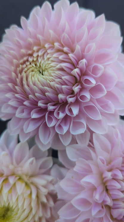 Miss Anne Francis - Limit 1