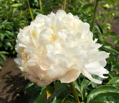 Princess Bride Peony 3-5 eyes (early bloomer)