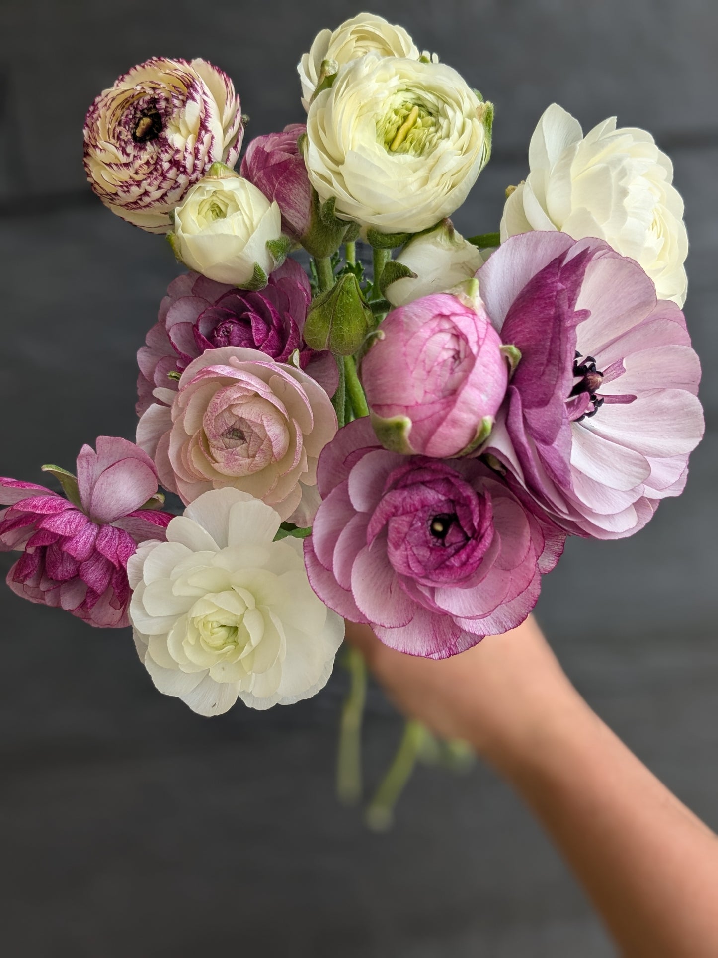 Some Amandine Purple Jean in this fistful of Ranunculus. 