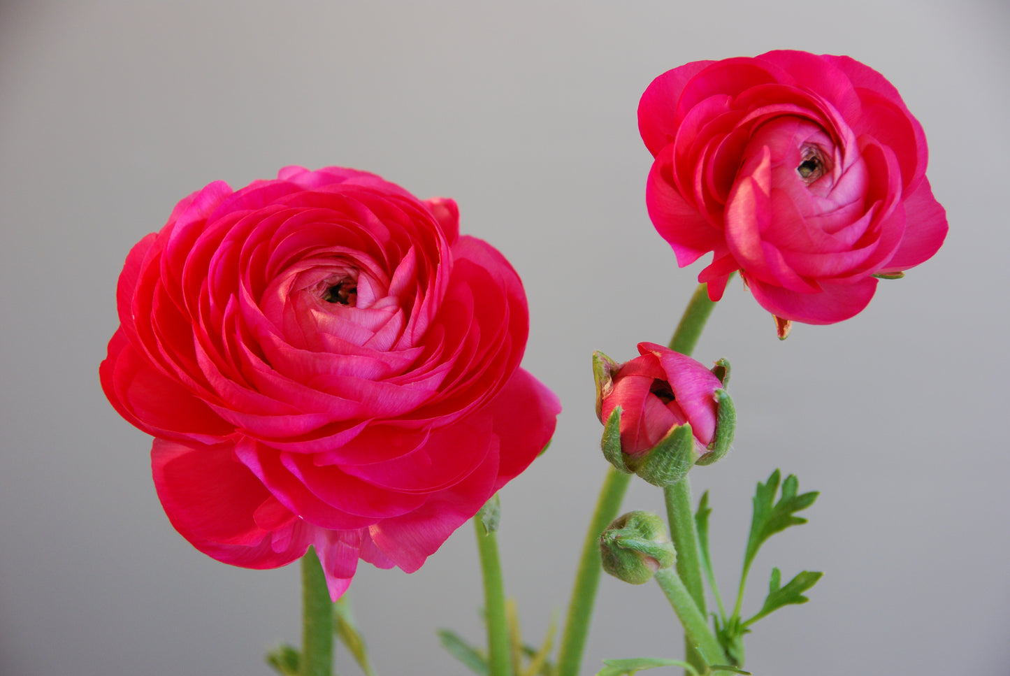 Ranunculus Amandine Bon Bon