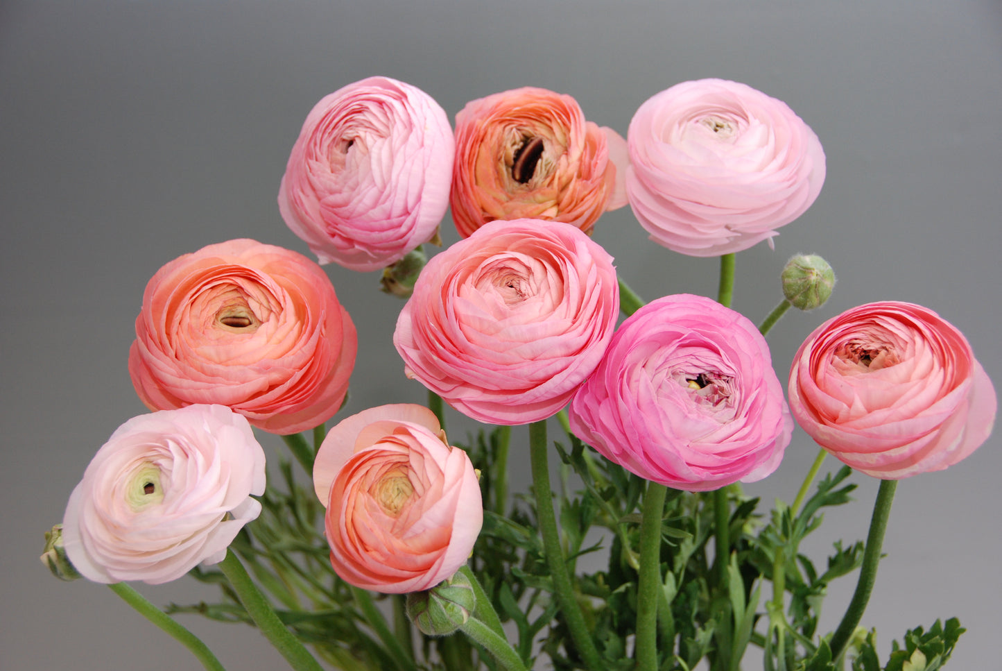 Ranunculus Amandine Pastel Mix