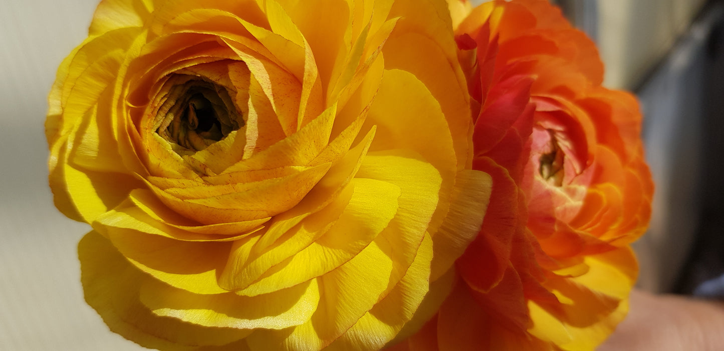 Ranunculus Amandine Pastel Lemon