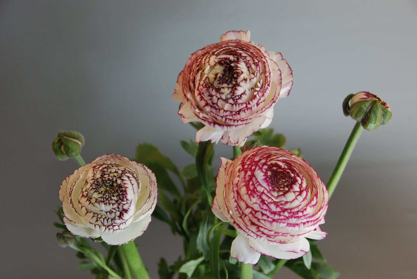 Ranunculus LaBelle White Picotee