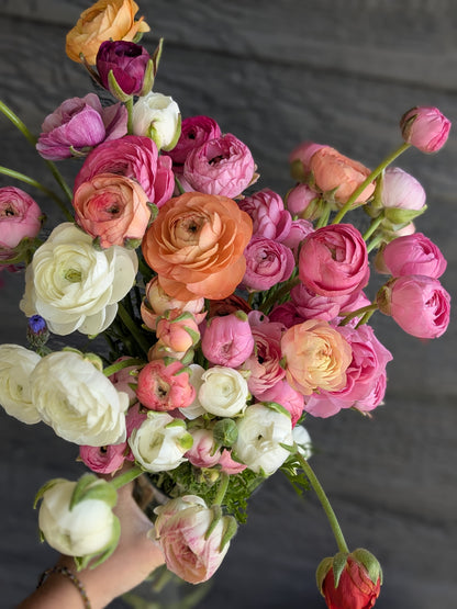 Ranunculus Amandine Mix