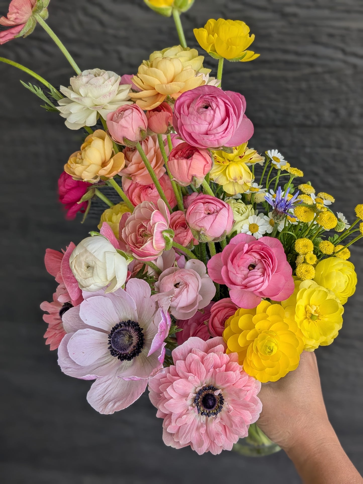 Ranunculus Amandine Pastel Mix