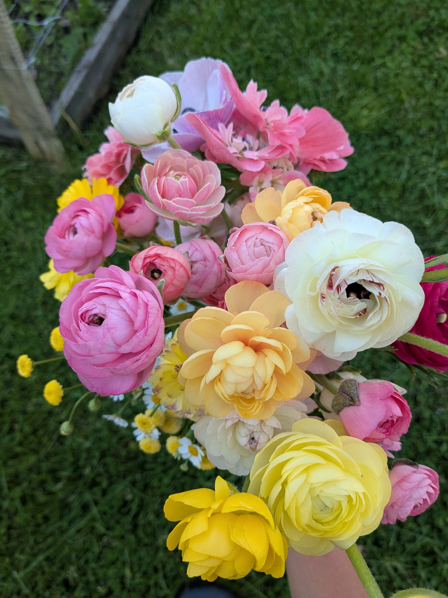 Ranunculus Amandine Pastel Mix