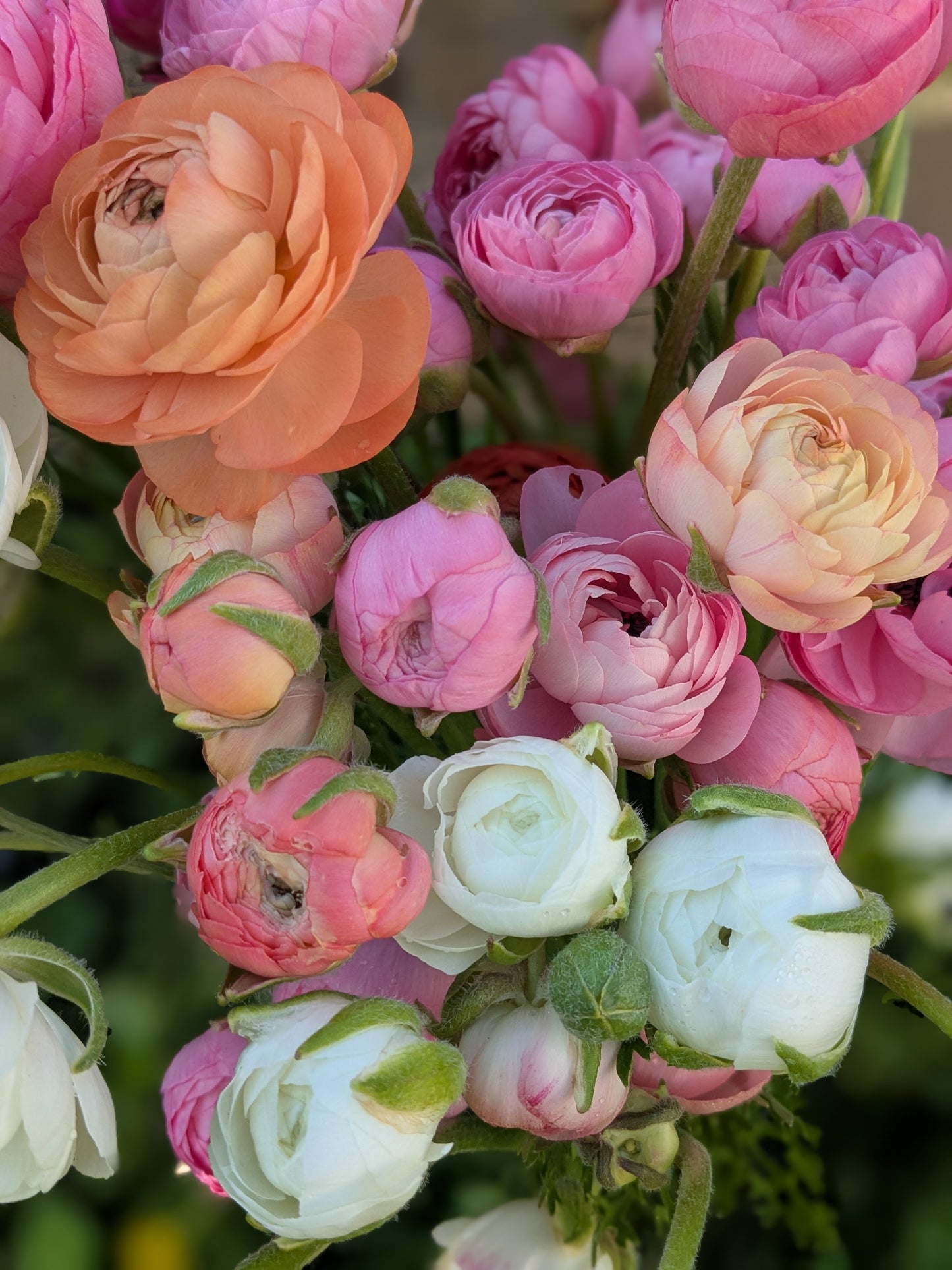 Ranunculus Amandine White