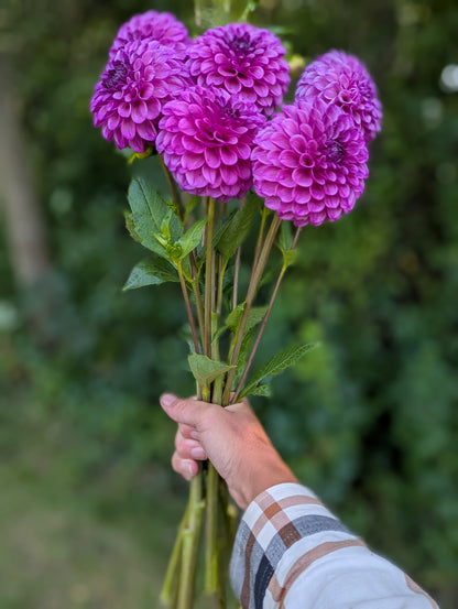 Robann Royal
