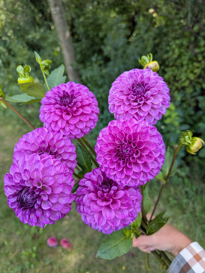 Robann Royal